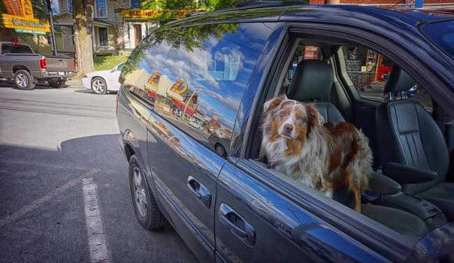 Australian Shepherd in a Car