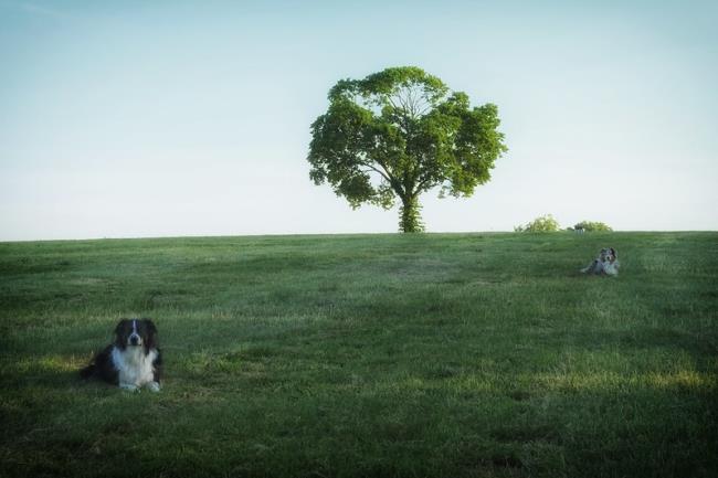 Australian Shepherds in a Field