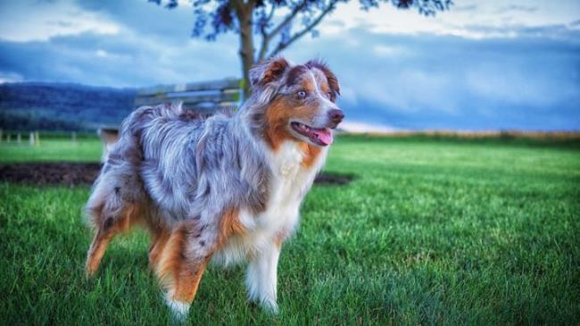 Australian Shepherd Closeup