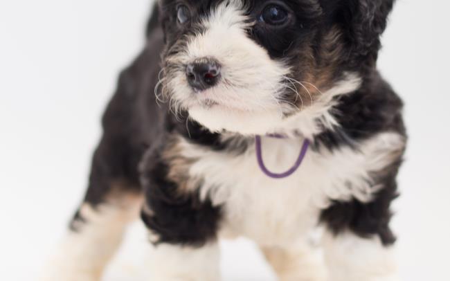 Mini Bernedoodle