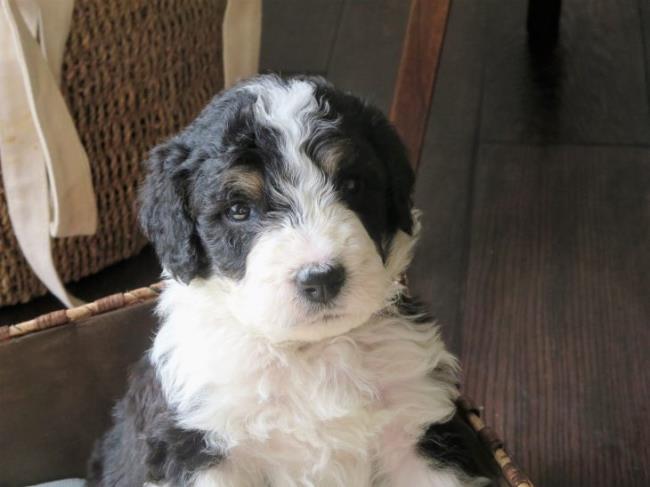 adorable looking mini bernedoodle