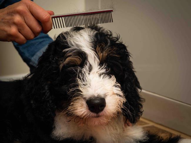 Combing dog (bernedoodle puppy)