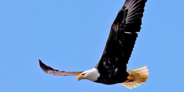 Bald eagle in flight against blue sky