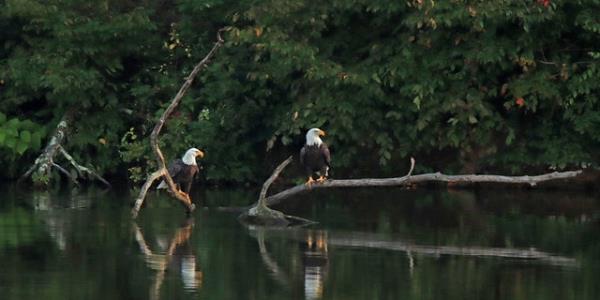 pair of bald eagles on branches floating on water