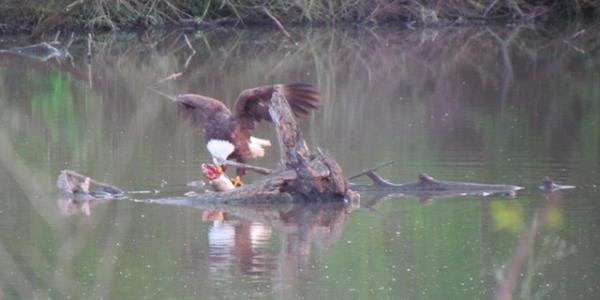 Bald Eagle sitting on log on water