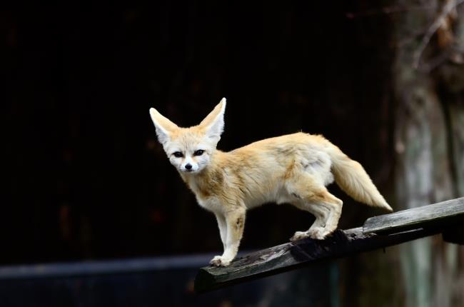 Cute Fennec fox cubs