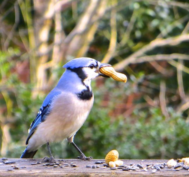 Blue Jay Biting On Nut