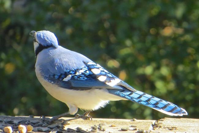 Blue Jay From Behind