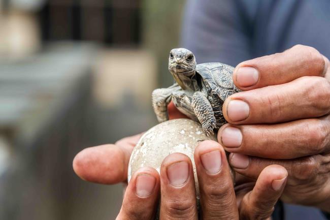 Baby tortoise on Isabela Island in the Galapagos Islands in Ecuador