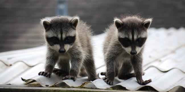 Baby Racoons on top of a roof