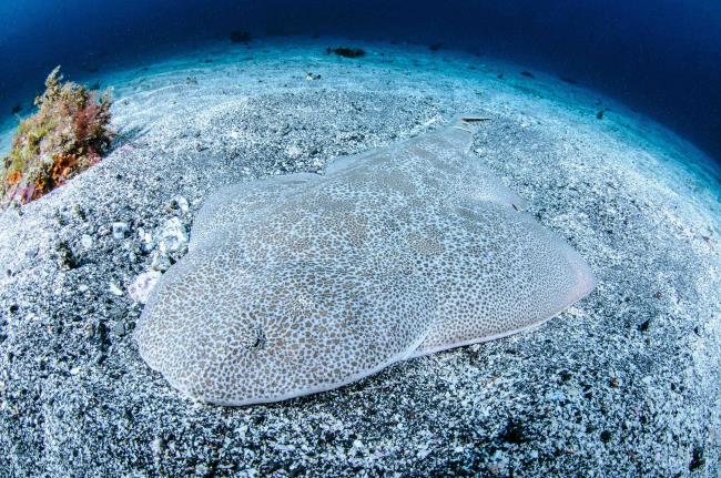 Japanese Angel Shark in Clear Waters of Japan