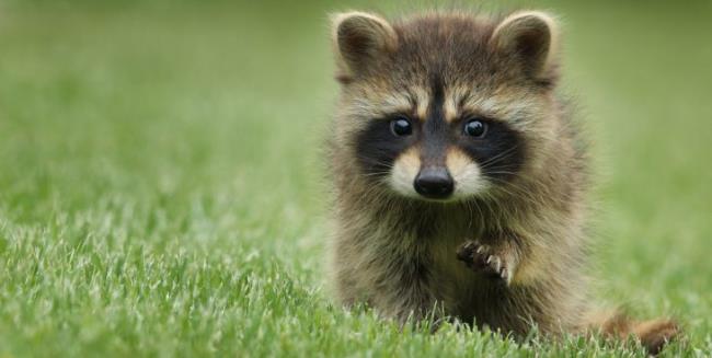 Baby racoon's cute eyes