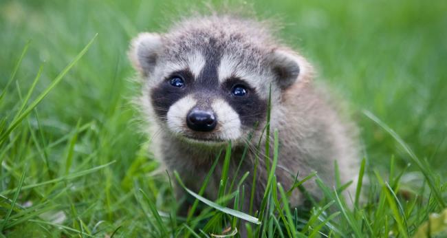 Baby racoon on the grass