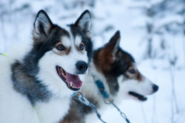 Husky in Winter