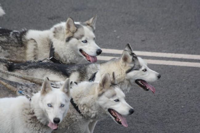 Multiple Huskies