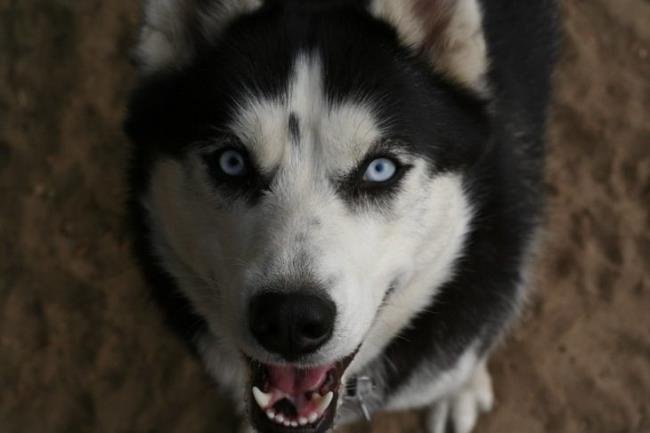 Husky Close-Up