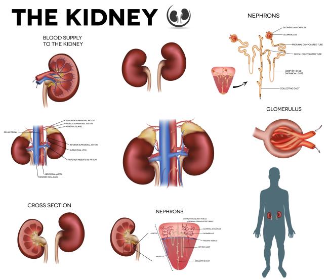 Kidney Structure