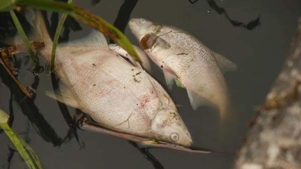 Fish dying from climate change in  solihull