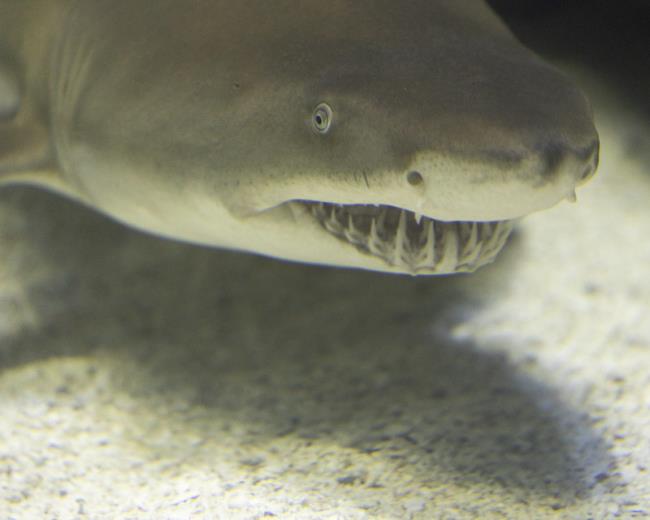 Tiger Shark Teeth