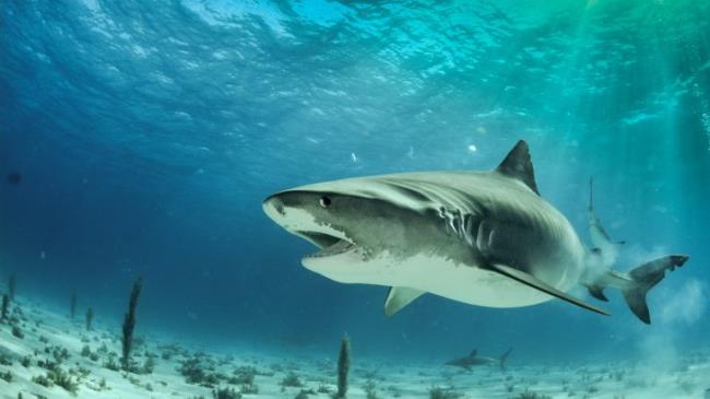 Tiger Shark in Tiger Beach, Bahamas