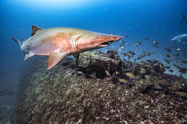 Tiger Shark Eating Fish