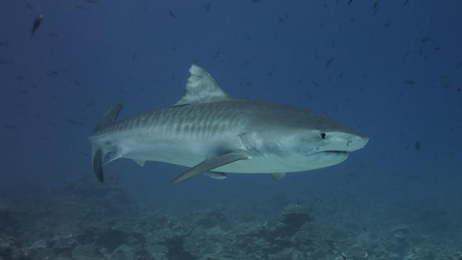 Whole Body Tiger Shark