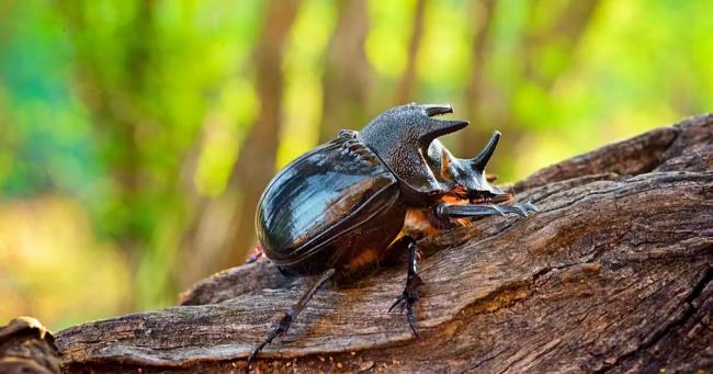 rhinoceros beetle insect