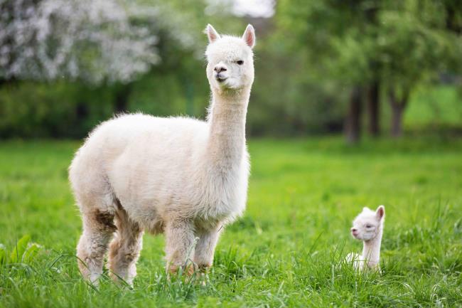 White Alpaca with offspring, South American mammal