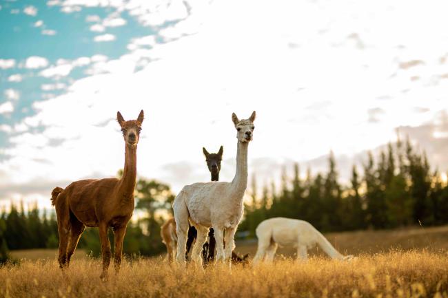 Young family of alpacas on a field during the golden hour.