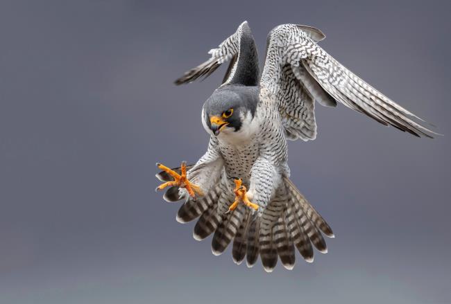 Peregrine Falcon