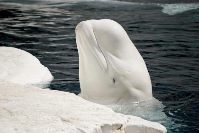 Beluga head sticking out of water in San Diego Seaworld