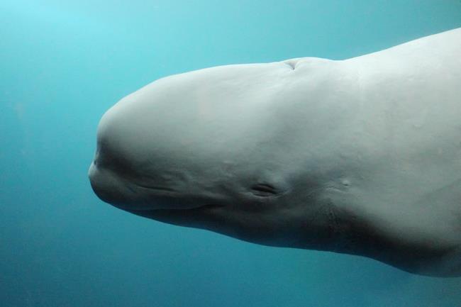 Beluga Whale Close-Up