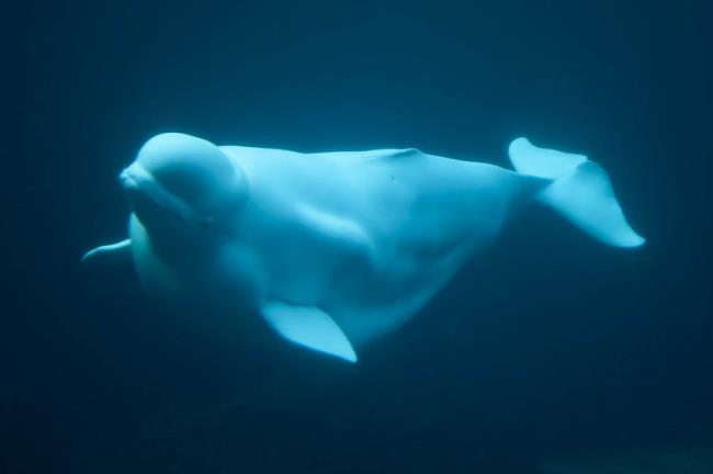 Oldest Beluga Whale in Captivity