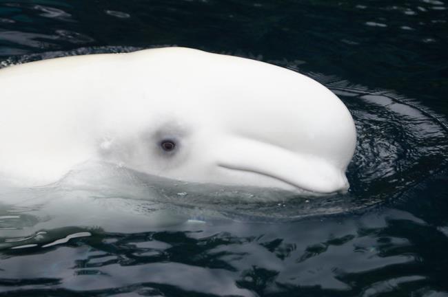 Beluga Whale Out of Water