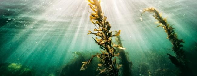 Long and green seaweed