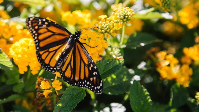 Butterfly on Spring flower