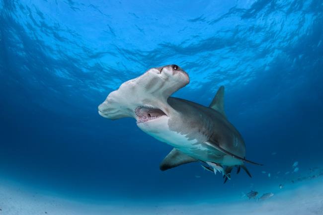 Hammerhead shark in blue ocean