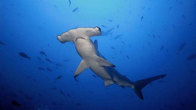 Scalloped hammerhead shark