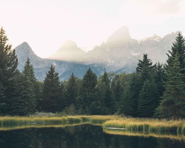 evergreen pine trees landscape scenary with mountains in the background