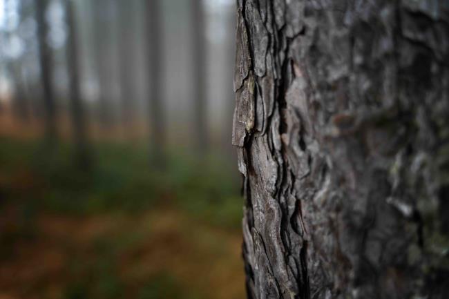 Pine trunk in the forest close up, natural eco background texture minimalistic image