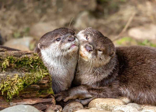 Otter Mates