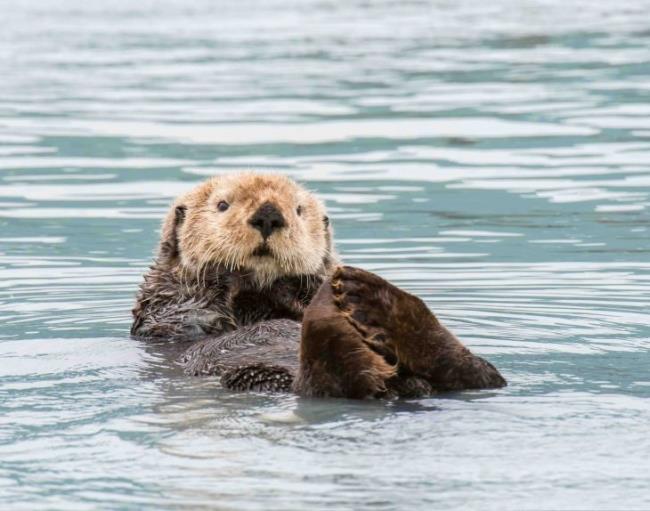 Sea Otter in Alaska near Valdez