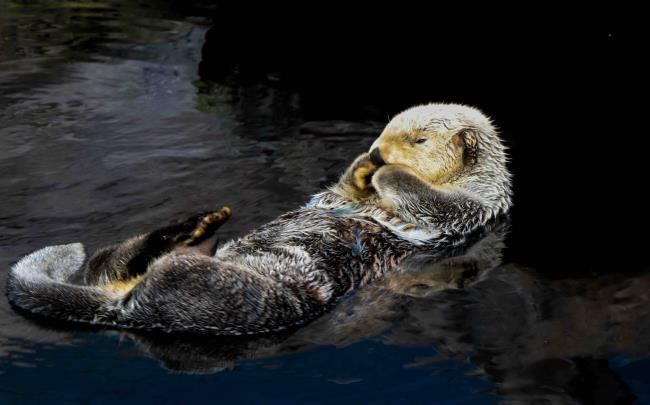 Sea otter floating in the water