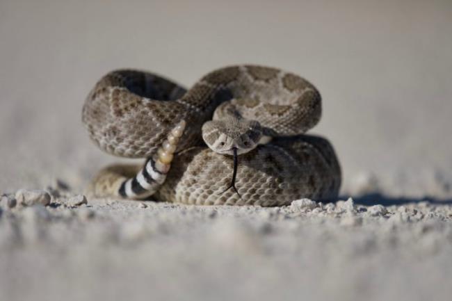 Diamo<em></em>ndback Rattlesnake