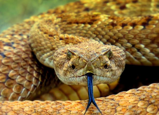 Western Diamo<em></em>ndback Rattlesnake