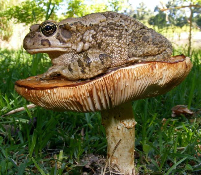 Toad On A Mushroom