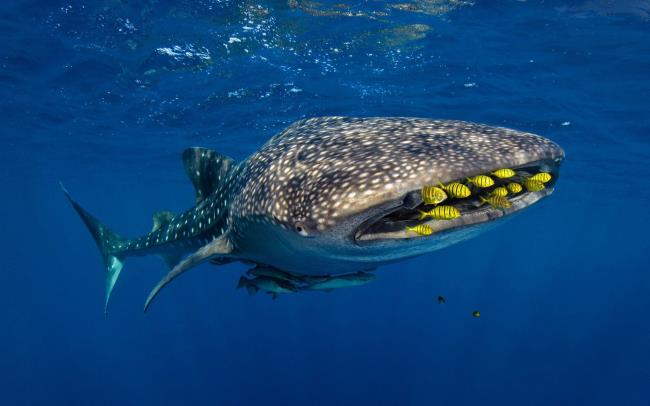 Whale Shark in Sea