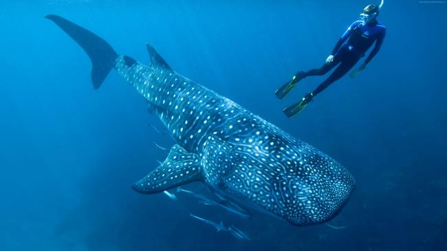 Whale Shark With Diver