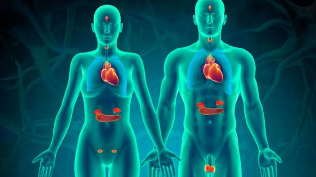 Endocrine System