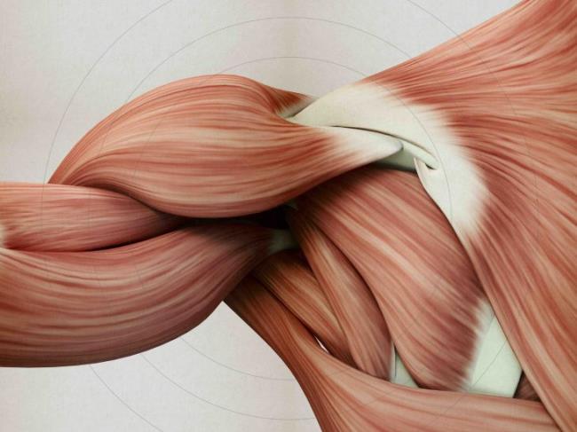 Human anatomy muscle shoulder. 3D illustration.